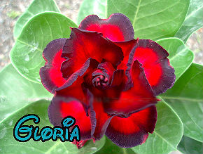 (image for) Adenium Obesum \'Gloria\' 5 Seeds